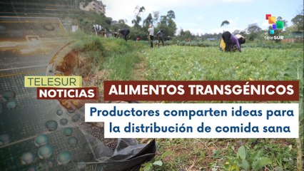Campesinos kenianos buscan frenar la introducción de comida transgénica