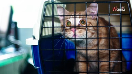 En avion avec son chat, elle reçoit une remarque choquante de l'hôtesse : « Faites-le taire ou quittez l’avion »