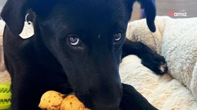 Elle adopte un chien errant, mais quand il grandit quelque chose ne va pas (Vidéo)