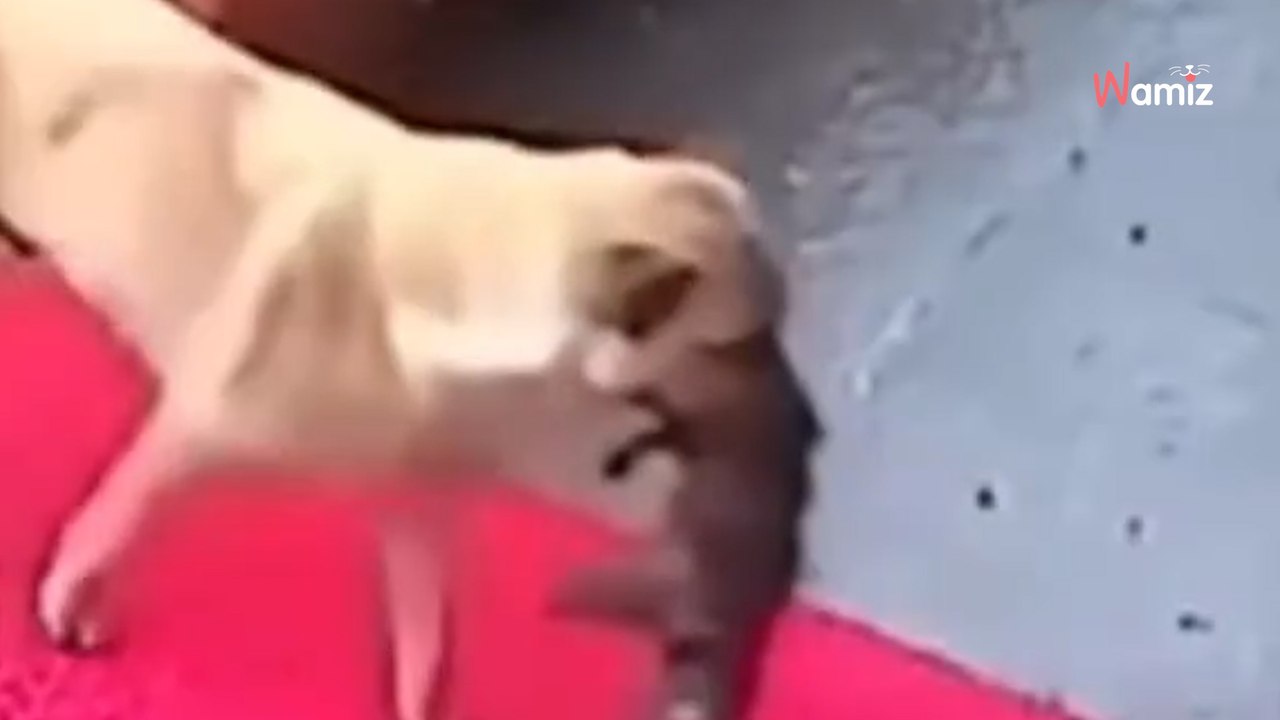 Cette chienne amène son chiot elle-même à la clinique vétérinaire : ils risquent la catastrophe (vidéo)