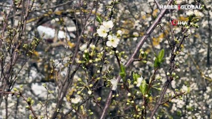Baharın müjdecisi toprakla buluştu, ağaçlar çiçek açmaya başladı