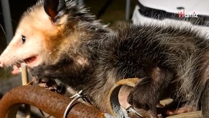 Un intrus cherche à ouvrir son portail à 2H du matin : 42M de personnes l'alertent sur son geste (vidéo)