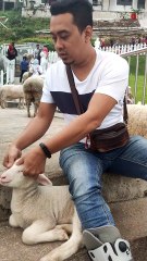 Baby sheep soaks up pure bliss as gentleman gives it a relaxing massage
