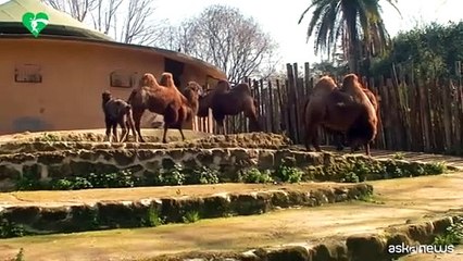 Al Bioparco di Roma ? nato Frosy, un piccolo cammello della Battriana