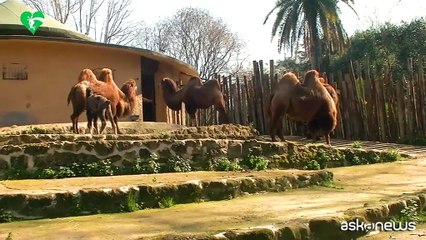 Al Bioparco di Roma è nato Frosy, un piccolo cammello della Battriana