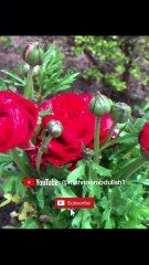 Beautiful Red Roses