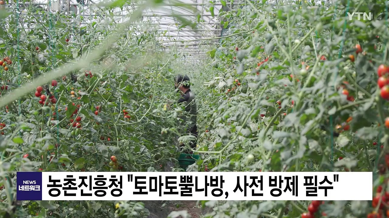 [녹색] 농진청 "토마토뿔나방, 사전 방제 필수" / YTN