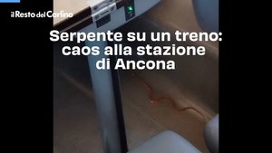 Serpente su un treno: il video del caos alla stazione di Ancona