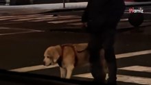 Amor hasta el final: el gesto con su perro anciano toca el corazón de 4 millones (Vídeo)