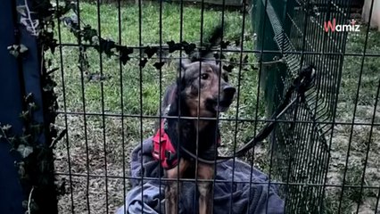 Shelter staff start their day in tears after discovering this dog tied up