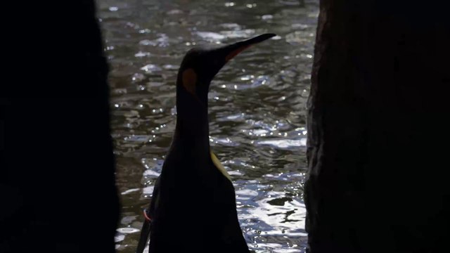 Hera, le manchot de Pairi Daiza