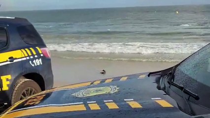 Turista foge da PRF, invade praia famosa de Florianópolis com carro, se joga no mar e dá trabalho para polícia