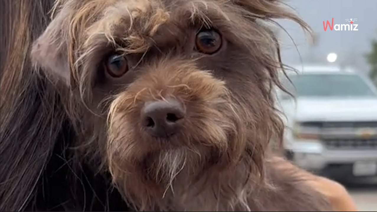 "No time for her": They abandon their 10-month-old puppy without looking back