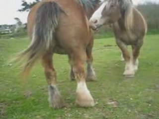 Chevaux du pays d'Iroise