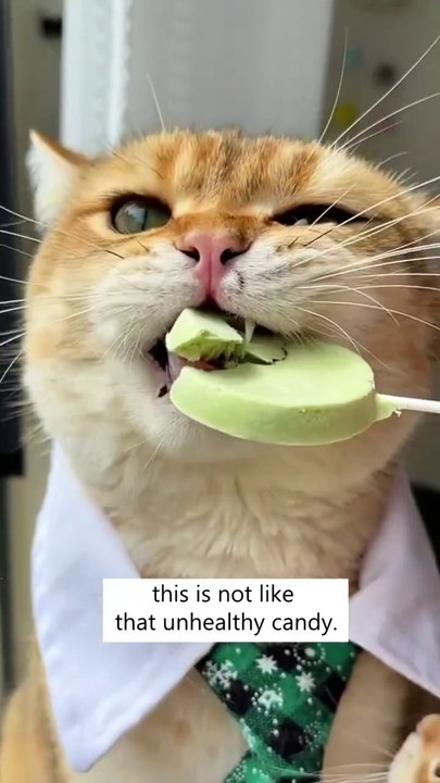 Lollipop_For_Cats_!_🙀🍭