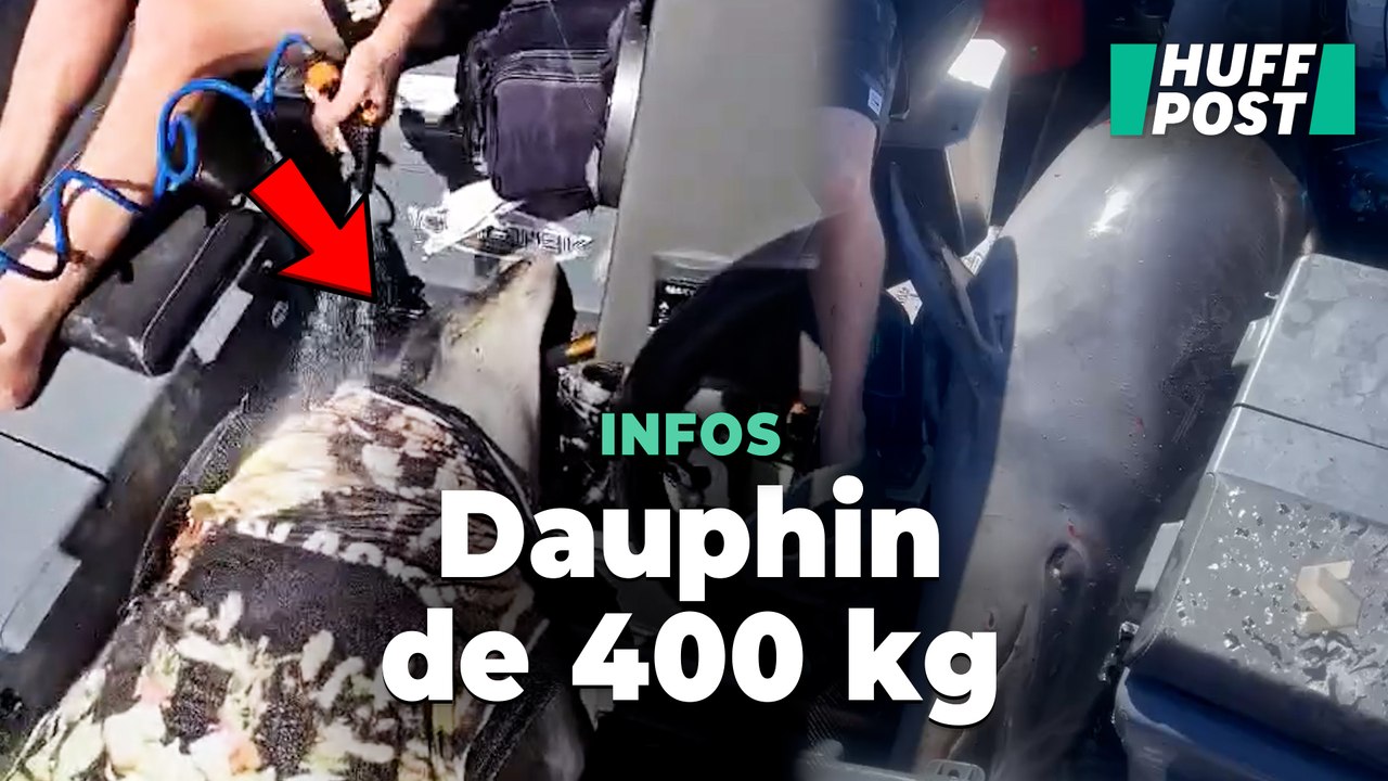 Ces pêcheurs sauvent un dauphin de 400kg qui a sauté dans leur bateau