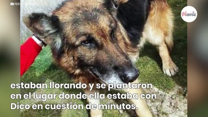 La increíble historia de Dico: el perro encontrado tras 6 años desaparecido en Granada