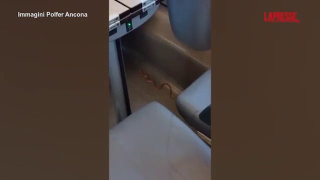 Serpente sul Frecciarossa Lecce-Milano, treno evacuato: le immagini del rettile che striscia in un vagone