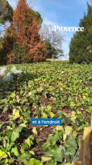 Le parc Longchamp, une renaturation en cours