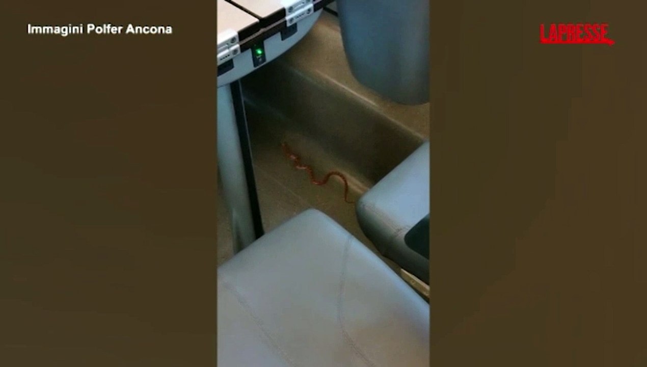 Serpente su Frecciarossa diretto a Milano: le immagini del rettile che striscia in un vagone