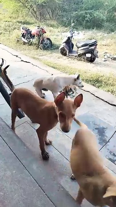 Cute dogs | dog reels #reels video #shorts _shortsfeed #doglovers | puppies