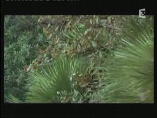 Thalassa-Bords de mer en Algérie partie 1