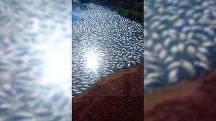 Empresários perdem mais de 50 mil quilos de peixes após falta de energia em Cascavel