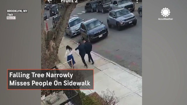 Falling tree narrowly misses people on sidewalk