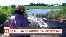 70 mil hectáreas de arroz sin cosechar