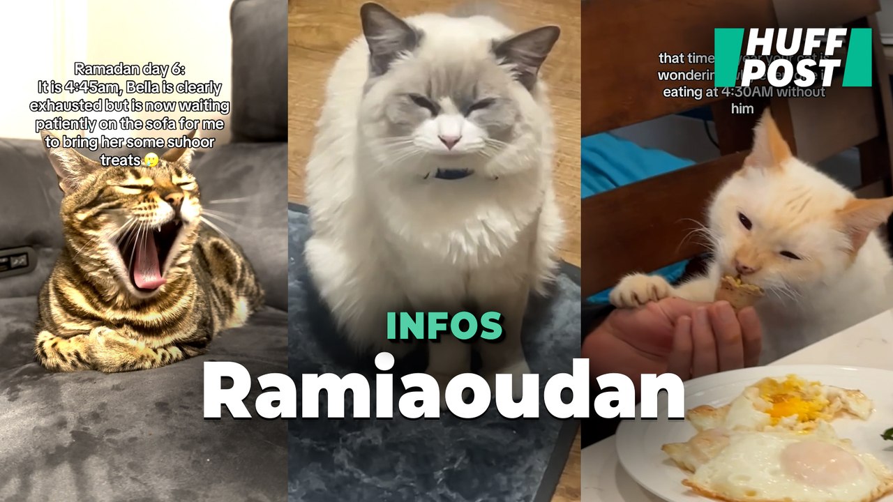 Ces chats confus par les heures de repas du ramadan deviennent les mascottes de TikTok