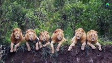 Mapogo_சிங்கங்களின்_வீழ்ச்சி___Part-2___Mapogo_lions_coalition___Mr.T___Tamil___BioWorld___BW(480p)