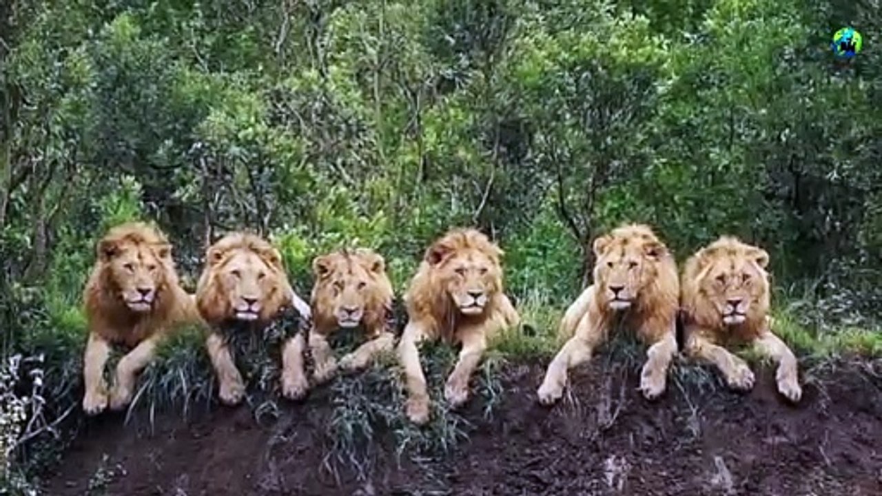 Mapogo_சிங்கங்களின்_வீழ்ச்சி___Part-2___Mapogo_lions_coalition___Mr.T___Tamil___BioWorld___BW(480p)
