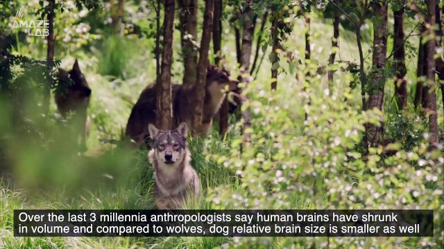 Why Exactly Are Dogs’ Brains Getting Bigger? Scientists Don’t Really Have an Answer
