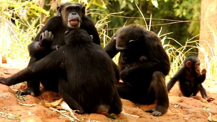 Chimps and Babies Are Very Similar In The Way They Communicate
