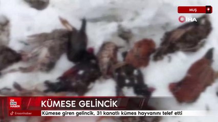 Muş’ta kümese giren gelincik, 31 kanatlı kümes hayvanını telef etti