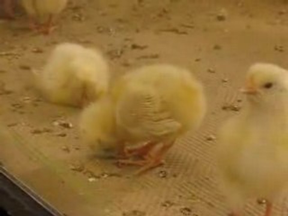 Poussin narcoleptique