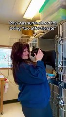 Gato é rejeitado por ser carinhosos demais