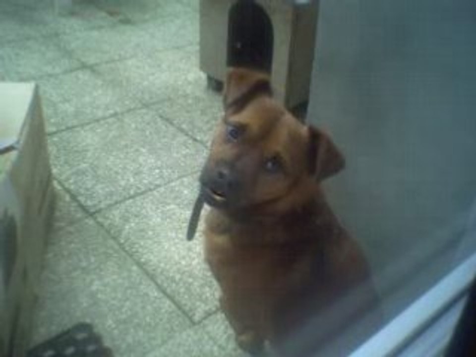 lapin belier et mon chien en concert
