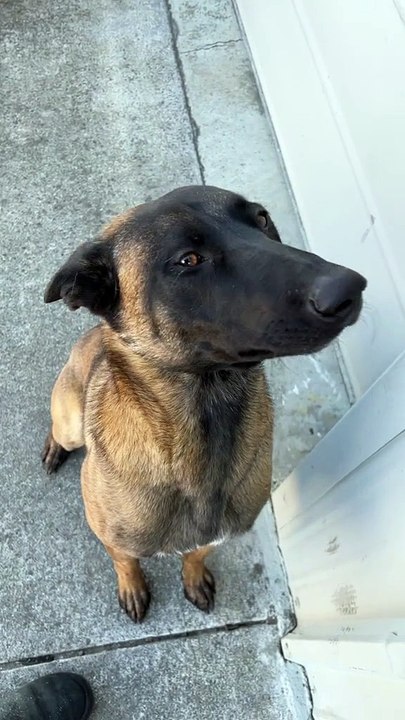 Just pure happiness ♥️ #PetSmartMadeMeBuyIt #belgianmalinois #bestfriend #k9 #protectiondog #steel #