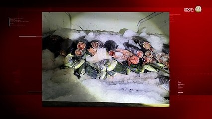 Autoridades retienen 700 kilogramos de producto marino en Puerto Vallarta