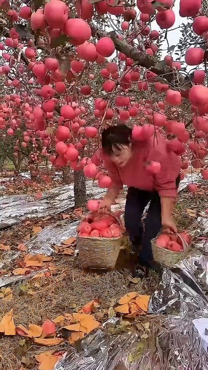 ,,,,,,See a apples garden,,,,,,,,,