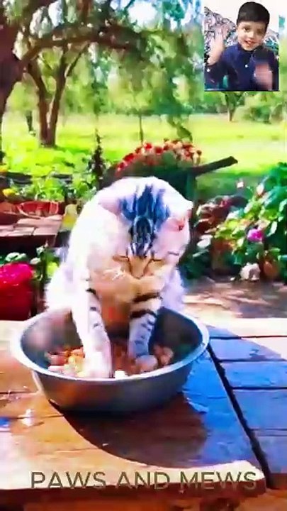 cooking food #cats#cat eating#shorts#