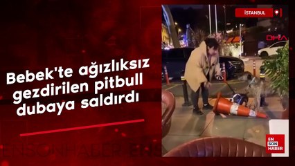 İstanbul'da ağızlıksız gezdirilen pitbull dubaya saldırdı