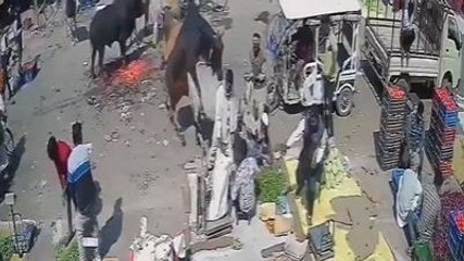 Video: Fighting bulls trample elderly man at UP market, he dies on spot