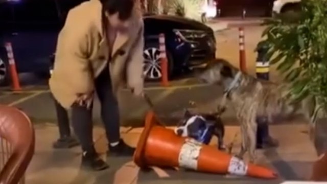 Bebek'te ağızlıksız gezdirilen pitbull dubaya saldırdı; sahibine 76 bin lira ceza kesildi