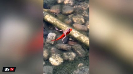 Un pez hace de 'Uber' para una rana y se hace viral