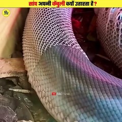 Why do snake shed their skin