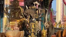 ถึงพระพรหมจะมี 4 หน้า แต่เจ้าเหมียวไม่สนหน้าไหนทั้งนั้น