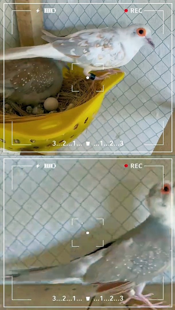 ⁣Pets life #dove #dovelover #pet