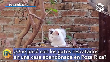 ¿Qué pasó con los gatos rescatados en una casa abandonada en Poza Rica?